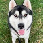 A Siberian husky. COURTESY PHOTO, Regional Animal Services of King County