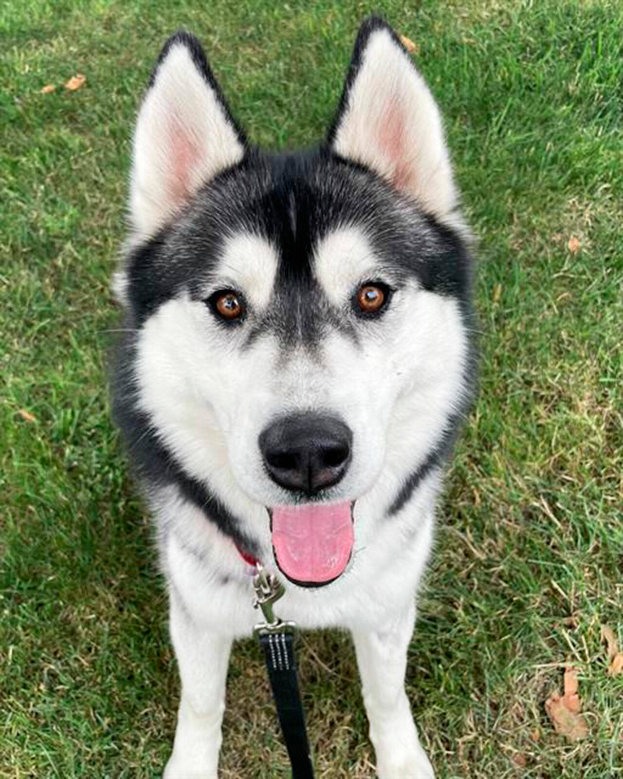 A Siberian husky. COURTESY PHOTO, Regional Animal Services of King County