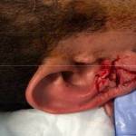 Photos courtesy of Auburn Police Department
On March 28, 2017, Auburn Police Officer Timothy Nunn initiated a K9 track after Leslie Hunkin using K9 Jax. Hunkin previously fled from a moving vehicle after eluding police. K9 Jax discovered Hunkin behind trash bins on a back porch and attacked Hunkins head, resulting in punctures on his right ear and left cheek, according to public records. (Photo from the Auburn Police Department)