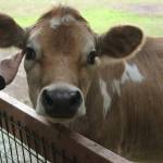 Moo is the lone bovine at Serenity Equine.