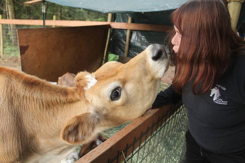 Moo is a beloved member of the Serenity Equine family. He spends most of his time with three goats.