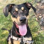 Courtesy Photo, Regional Animal Services of King County