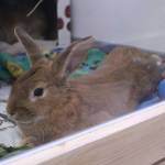 At Reber Ranch, customers and clients can adopt rabbits and cats. Photo by Bailey Jo Josie/Sound Publishing.