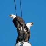 Eagles sit on the power line wires along the Interurban Trail in Kent between Blue Origin and the 72nd Avenue wetlands.COURTESY PHOTO, Julene Bailie