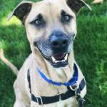 Courtesy Photo, Regional Animal Services of King County