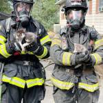 Firefighters rescue three kittens Thursday, Aug. 15 from a Kent house fire. COURTESY PHOTO, Puget Sound Fire