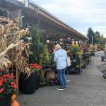 Kent East Hill Nursery customers arrive early to get the best plants for fall. Photo by Bailey Jo Josie/Sound Publishing.