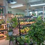 The Kent East Hill Nursery is well-known for its robust indoor plant department. Photo by Bailey Jo Josie/Sound Publishing.