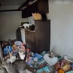 Screenshot of cats inside the apartment from the Federal Way Animal Control body cam footage. Courtesy photo