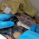 Screenshot of a kitten inside the apartment from the Federal Way Animal Control body cam footage. Courtesy photo