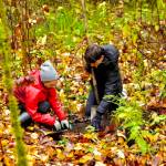 Green Kent volunteers plant new plants Nov. 16 at Mill Creek Canyon Earthworks Park. COURTESY PHOTO, City of Kent