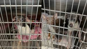 Courtesy of the Renton Police Department.