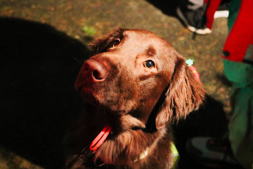A working dog greeted guests for the King County 4x4 Search and Rescue display Over the River and Through the Woods. This display was presented by the Renton Chamber of Commerce.