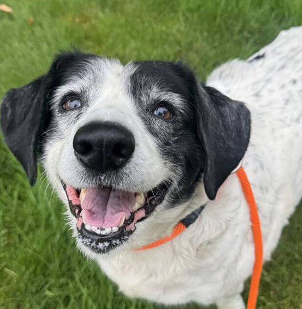 Courtesy Photo, Regional Animal Services of King County