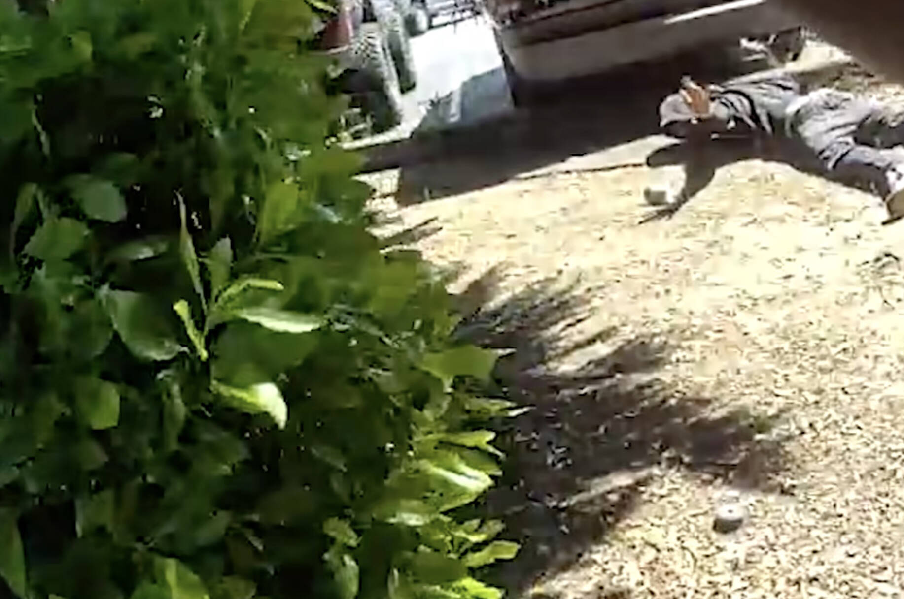 The suspect surrendering after fleeing from an officer. COURTESY PHOTO