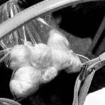 Fentanyl recovered from the raid. From charging documents.