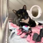 The cat rescued in a Nov. 19 Kent apartment fire rests at the Regional Animal Services of King County shelter in Kent. COURTESY PHOTO, Regional Animal Services of King County