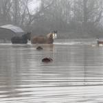 Briscot Farms draft horses in flooded waters in Kent. COURTESY PHOTO, Briscot Farm