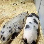 Pumpkin and Jelly Bean, the pigs of the neighbors of Briscot Farm pigs in Kent, are being cared for by the volunteers at Care Fur Life. COURTESY PHOTO, Briscot Farm