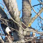 Eagles bring twigs to their nest in Kent along the Green River. COURTESY PHOTO, Julene Bailie
