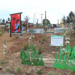 Small trees, vegetables, fruits and other plants have been planted throughout the park, making it forageable once the food is ready to harvest. Photo by Bailey Jo Josie/Sound Publishing