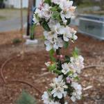 Flowers are already in bloom at the park. Photo by Bailey Jo Josie/Sound Publishing
