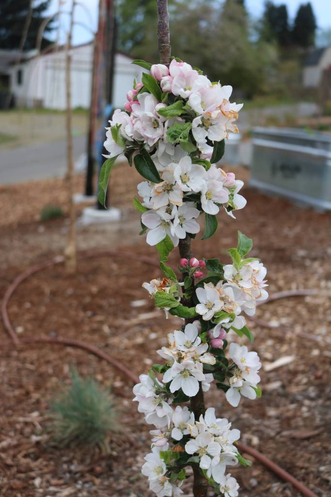 Flowers are already in bloom at the park. Photo by Bailey Jo Josie/Sound Publishing