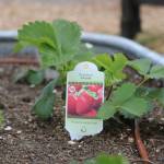 Strawberries will soon be ready to harvest at Black Panther Park in Skyway. Photo by Bailey Jo Josie/Sound Publishing