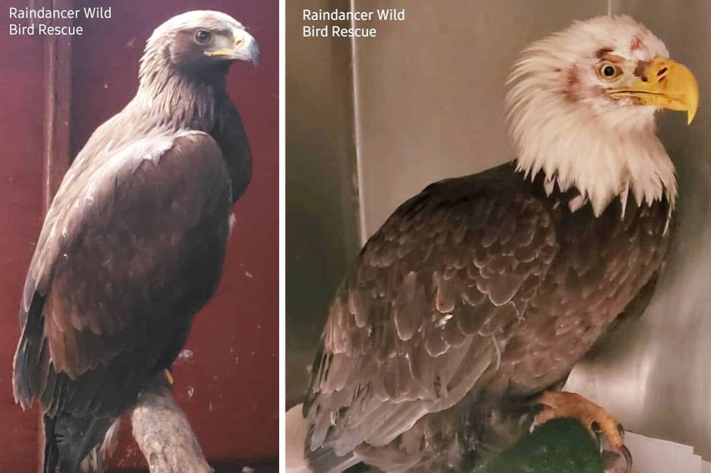 Featherhaven rescued both a hatch-year golden eagle near the White River around Greenwater and a bald eagle in Puyallup in 2020. Both were transferred to Raindancer Wild Bird Rescue